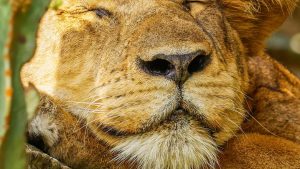 A-lion-sleeping-in-Ishasha-Sector-Queen-Elizabeth-National-Park-Uganda.jpg