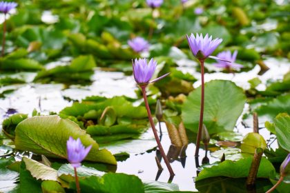 Battling water hyacinth: How Lagos inland waterways are navigating the crisis 