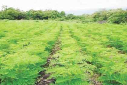 Nigeria can earn N1 trillion monthly from moringa farming, Says Association 
