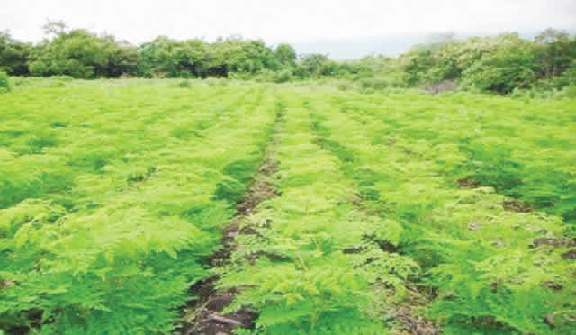 Nigeria can earn N1 trillion monthly from moringa farming, Says Association 