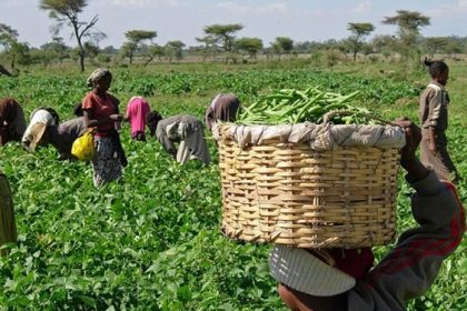 Over 5 million Nigerian farmers supported by US govt since 2019 – Embassy