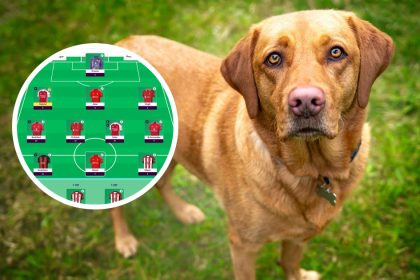 A labrador had the best FPL gameweek 13 in the world