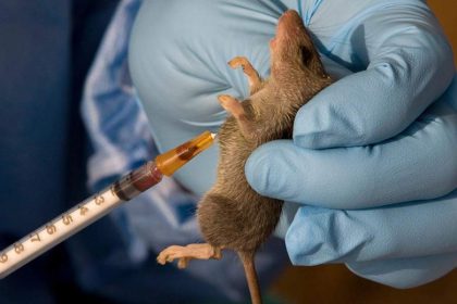 Nigeria records 1,035 Lassa fever cases, 174 deaths across 28 states – NCDC 