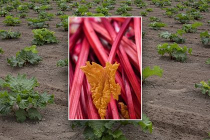 Health benefits of rhubarb and how to uniquely include the vegetable in your diet, as shared by an expert