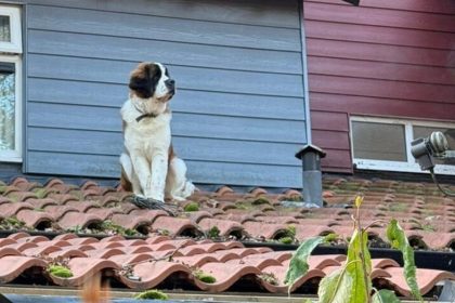 St. Bernard dog escapes from home, winds up trapped on ‘icy, slippery roof’