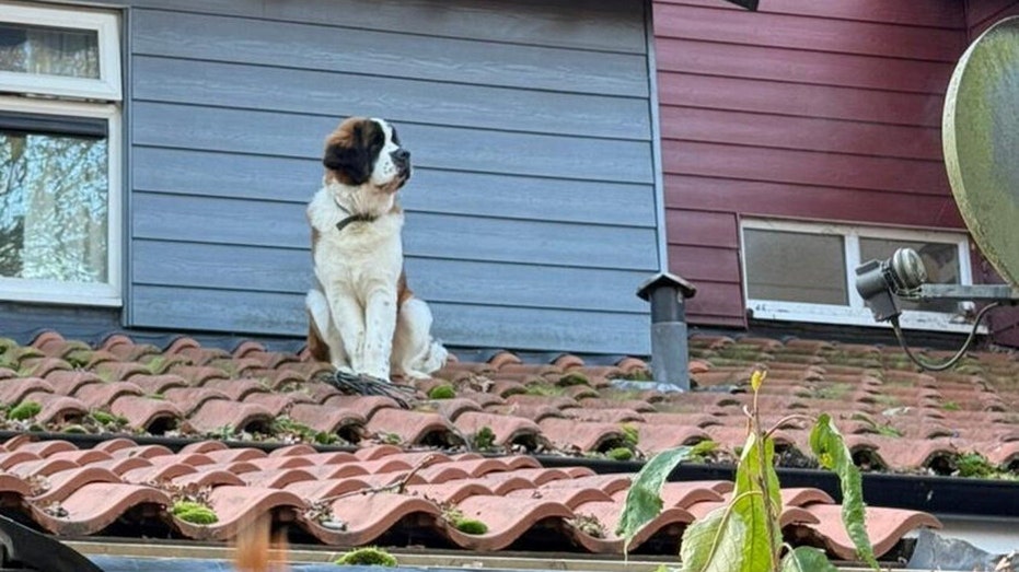 St. Bernard dog escapes from home, winds up trapped on ‘icy, slippery roof’
