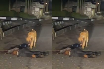 Unchained Dogs from Pinnock Estate Lekki, Allegedly Attacked and Killed a Security Guard