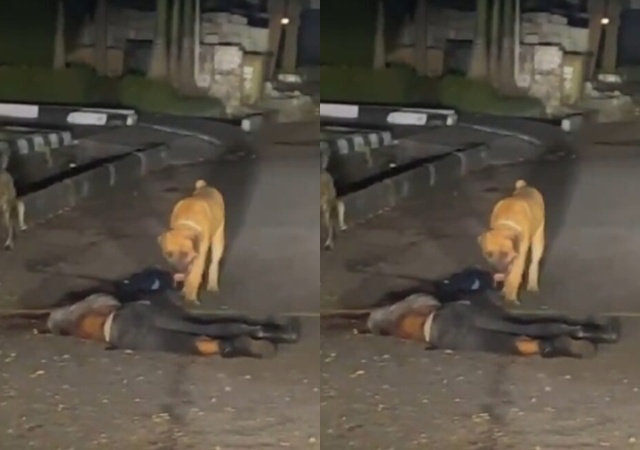 Unchained Dogs from Pinnock Estate Lekki, Allegedly Attacked and Killed a Security Guard