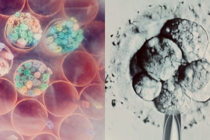 Inside the strange limbo facing millions of IVF embryos