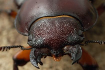 Up close and personal with the stag beetle in A Real Bug’s Life S2