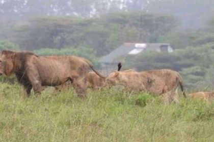 KWS Issues Update on Lions Roaming in Rongai