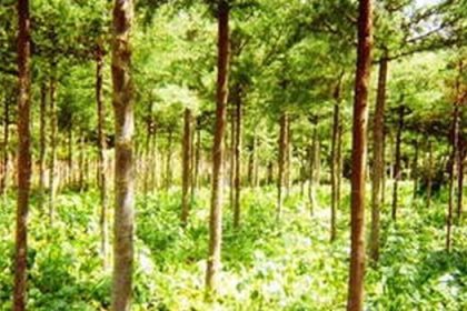 Govt Revives Controversial Shamba System Despite 3 Prior Bans