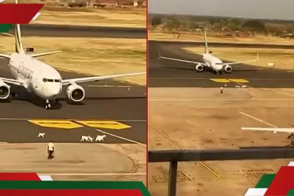 Airport officials arrest herd of goats photographed roaming aimlessly on Juba runway