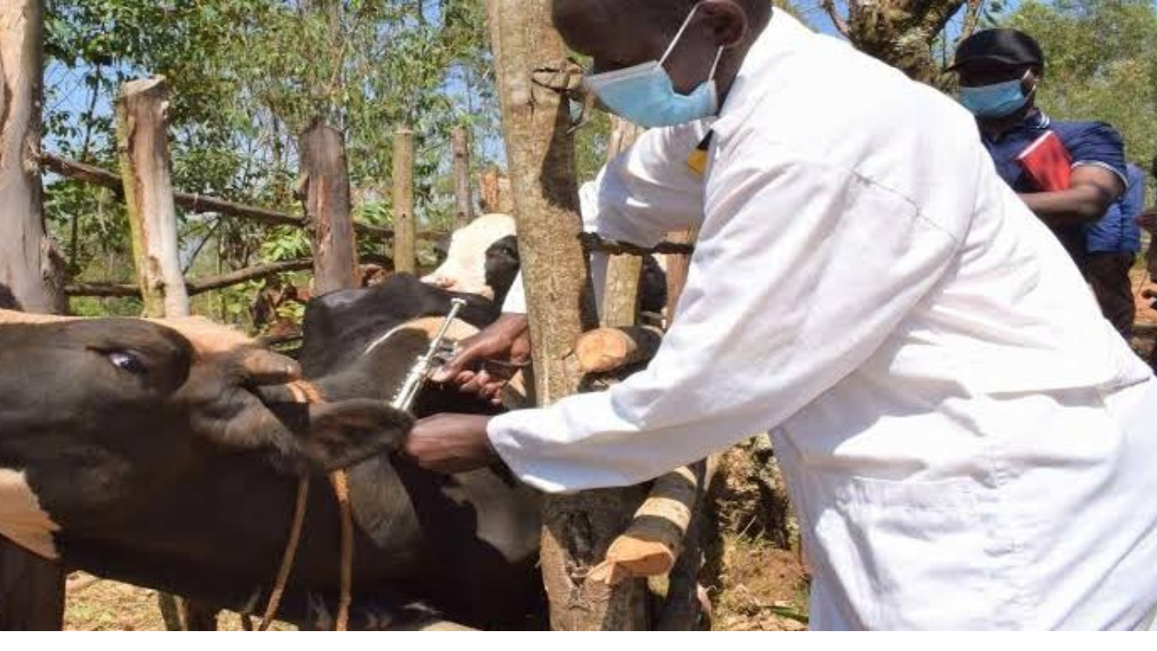FG alerts Nigerians to anthrax outbreak in Zamfara 
