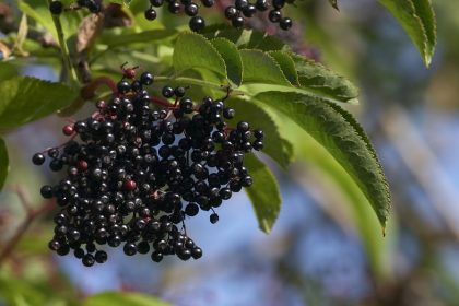 This ‘underappreciated’ berry can help with weight management, says new study: ‘A variety of health benefits’