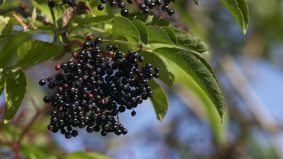 This ‘underappreciated’ berry can help with weight management, says new study: ‘A variety of health benefits’
