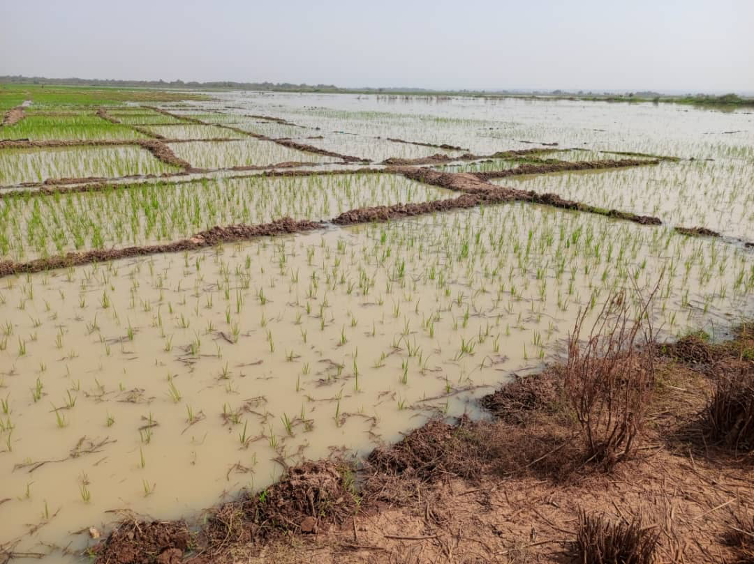 Flood destroys rice farms in Kwara, governor orders investigation 
