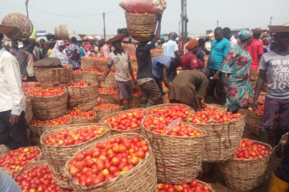 Tomato prices crash in Lagos amid harvest season glut 