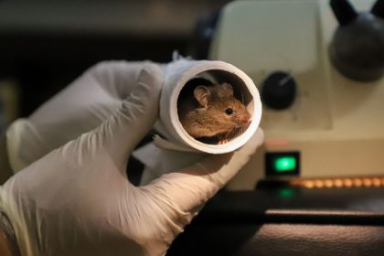 The Download: mice with two dads, and Meta’s fact-checking challenges