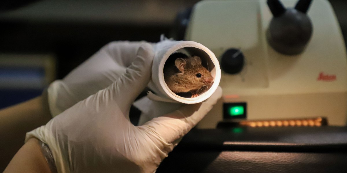 The Download: mice with two dads, and Meta’s fact-checking challenges