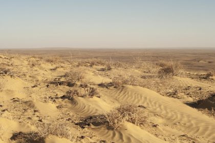 Signs Of Life In A Desert