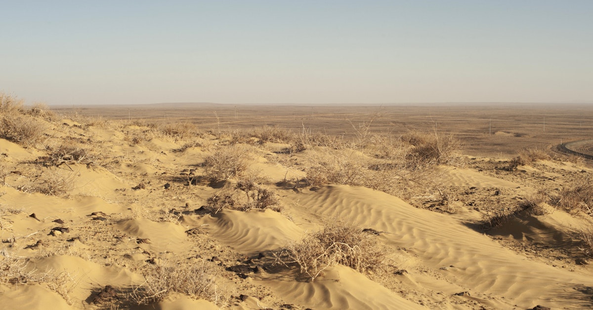 Signs Of Life In A Desert