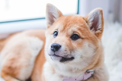 Your dog could have diabetes. Yes, you read that right