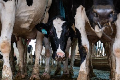 H5N1 bird flu spills over again; Nevada cows hit with different, deadly strain