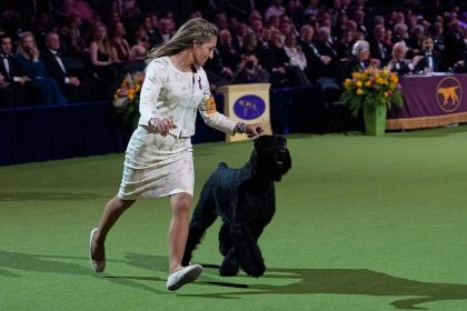 Monty the Giant Schnauzer named Best in Show at the 149th Westminster Dog Show