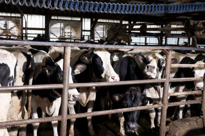 CDC Study Finds Silent Bird Flu Infections in Dairy Veterinarians