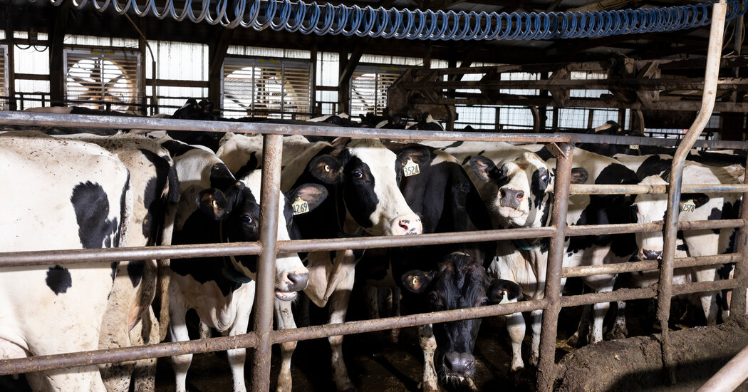 CDC Study Finds Silent Bird Flu Infections in Dairy Veterinarians