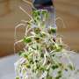 Broccoli sprout compound shown to reduce prediabetes in study participants