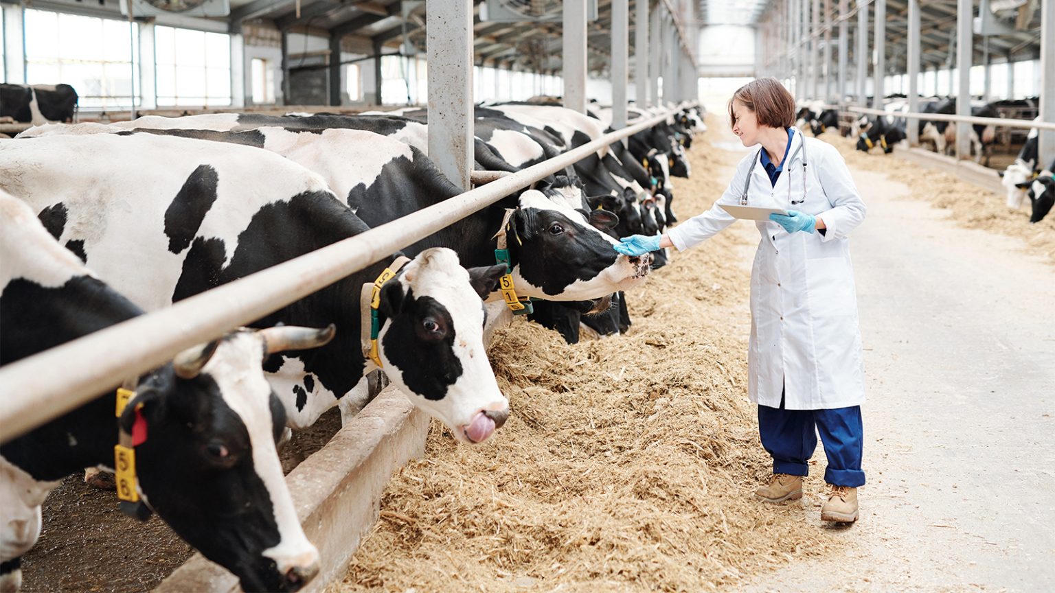 CDC: Asymptomatic Cases of Bird Flu in Humans Are Flying Under the Radar
