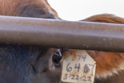 H5N1 testing in cow veterinarians suggests bird flu is spreading silently