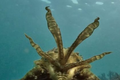 Study: Cuttlefish adapt camouflage displays when hunting prey