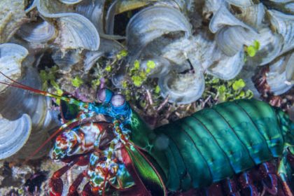 The seemingly indestructible fists of the mantis shrimp can take a punch