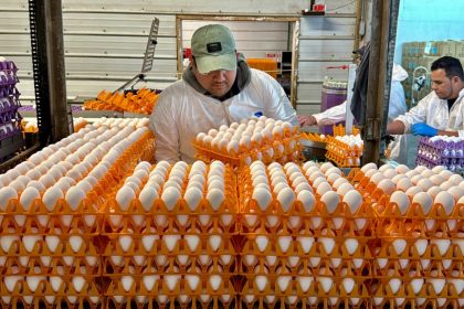 On the Front Lines Against Bird Flu, Egg Farmers Say They’re Losing the Battle