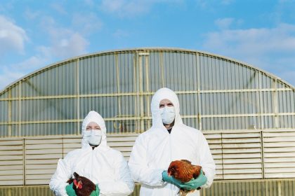 The US May Start Vaccinating Chickens Against Bird Flu