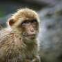Ebola-infected monkeys cured with a pill, sparking human treatment hopes