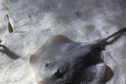 We probably inherited our joints from… a fish