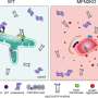 A mitochondrial protein’s protective role offers new hope for Charcot-Marie-Tooth disease