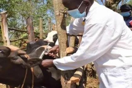 Livestock productivity project to establish 20 veterinary hospitals with $500 million funding to improve animal healthcare 