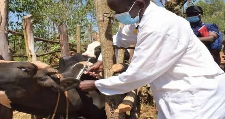 Livestock productivity project to establish 20 veterinary hospitals with $500 million funding to improve animal healthcare 