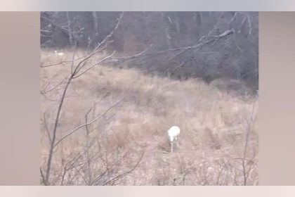 Extremely rare ‘albino’ deer spotted by family driving home on back roads