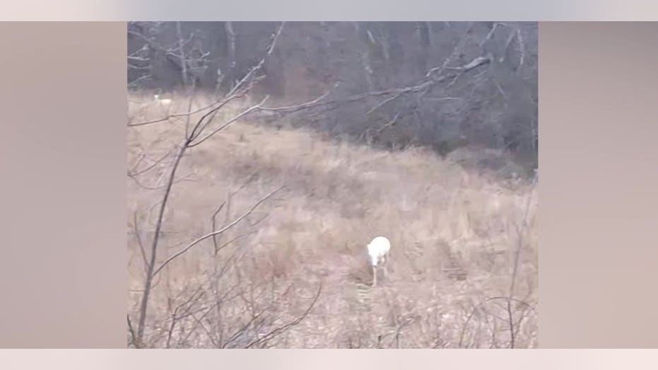 Extremely rare ‘albino’ deer spotted by family driving home on back roads