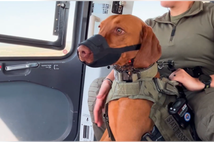 Inside the Texas DPS K-9 program: Strengthening border security and combating crime