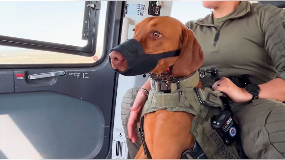 Inside the Texas DPS K-9 program: Strengthening border security and combating crime