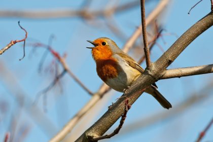 Google adds its voice model Chirp 3 to its Vertex AI platform