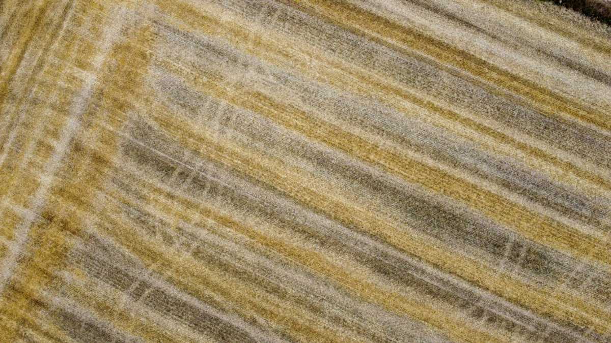 EU plan to end Russian fertiliser imports unsettles farmers