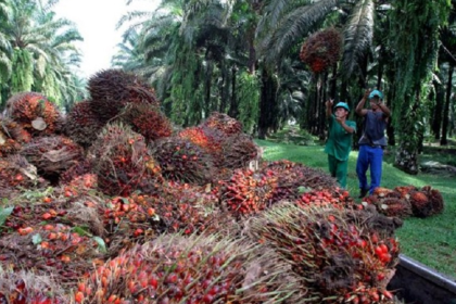 Okomu Oil declares Final Dividend of N26 for registered members 